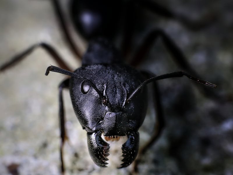 Ants