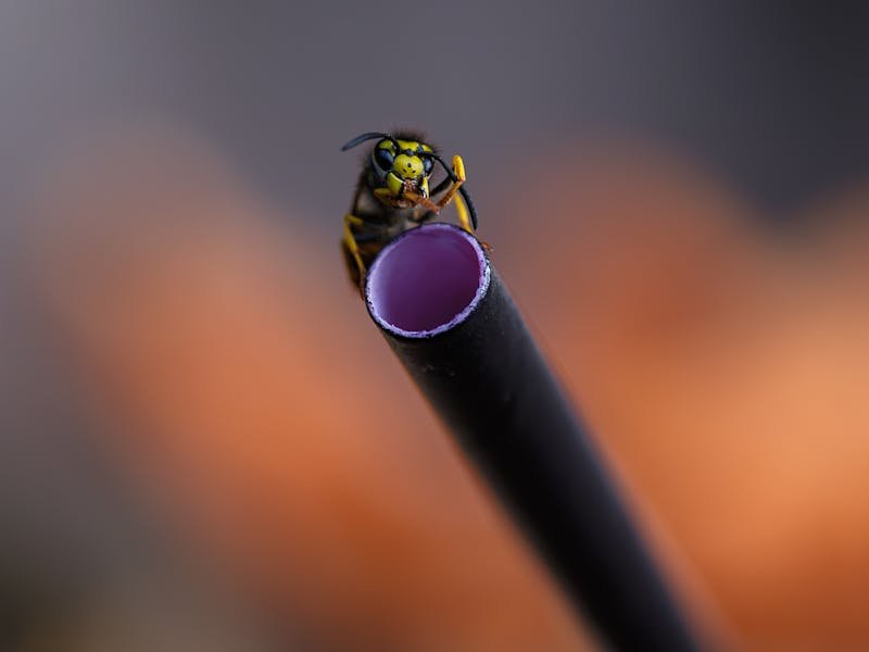 Bees & Wasps