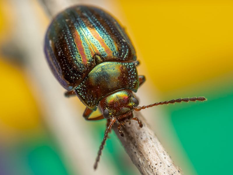 Beetles