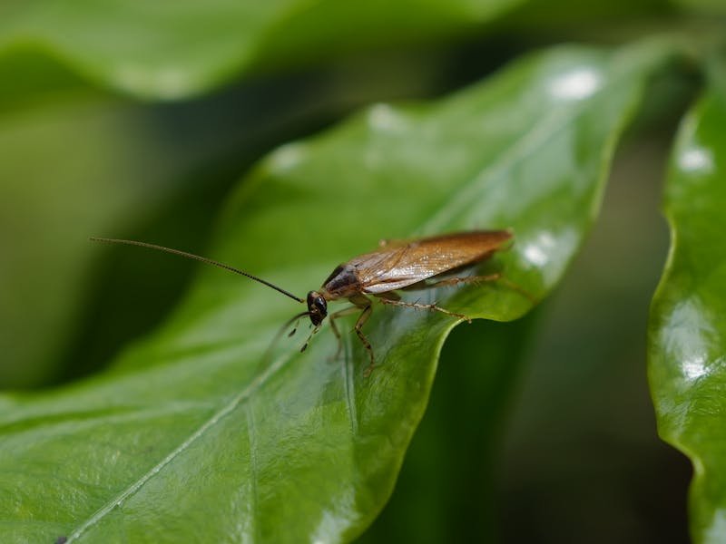 Cockroaches