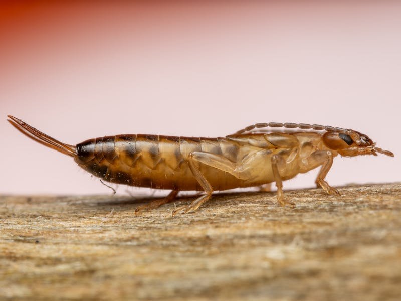 Earwigs