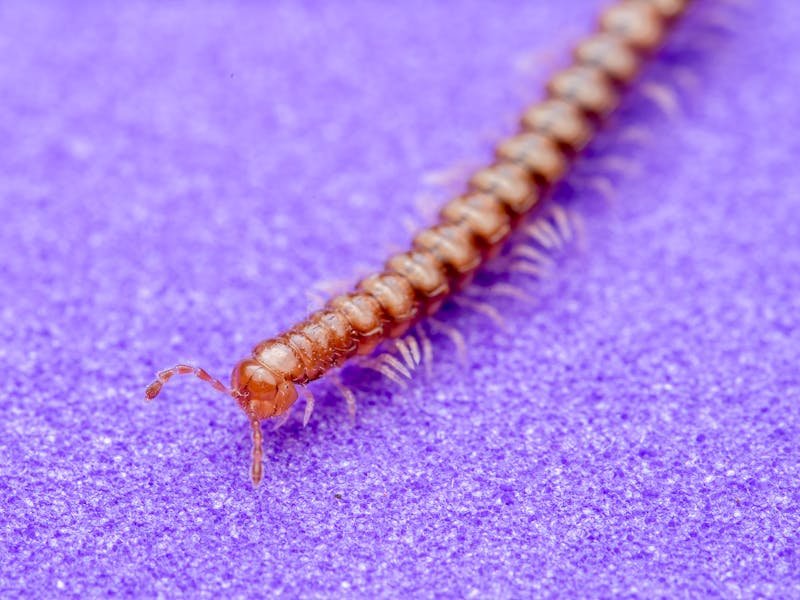 Millipedes