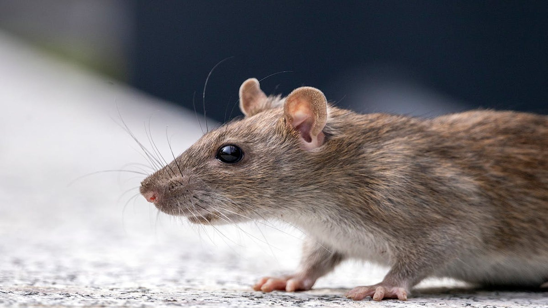 Rats & Rodents