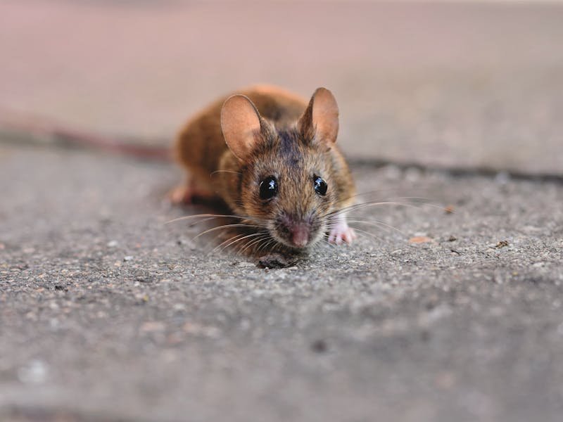 Rodent Removal Grayson GA