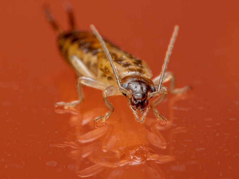 Silverfish