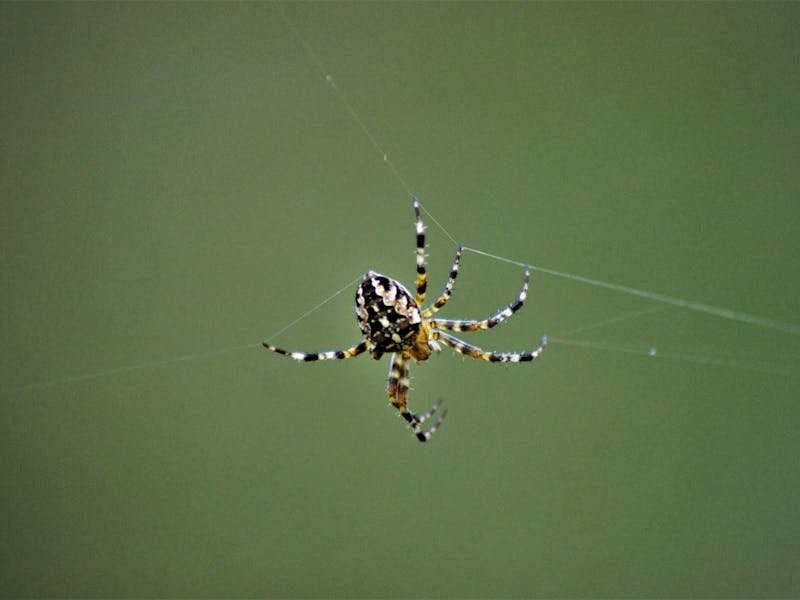 Spiders